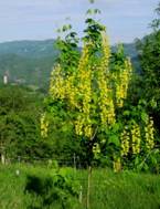 Morte in giallo.JPG